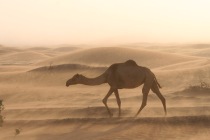 Camello y arena